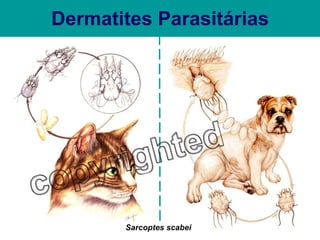 Dermatites Parasitárias Sarcoptes scabei 