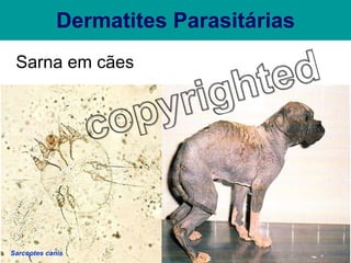 Dermatites Parasitárias Sarna em cães Sarcoptes canis 