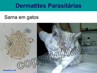 Dermatites Parasitárias Sarna em gatos Notoedres cati 