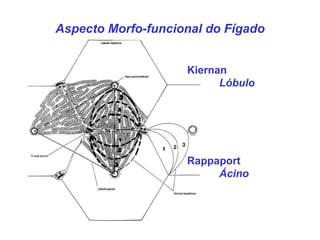 Rappaport Ácino Kiernan Lóbulo Aspecto Morfo-funcional do Fígado 