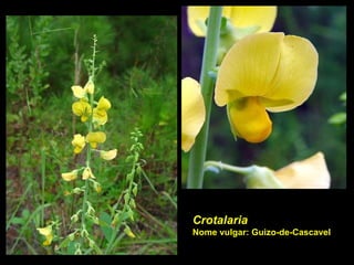 Crotalaria Nome vulgar: Guizo-de-Cascavel 