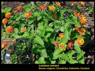 Lantana camara Nomes vulgares: Chumbinho, Cafezinho, Cambará 