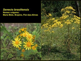 Senecio brasiliensis Nomes vulgares: Maria Mole, Brejeira, Flor-das-Almas 