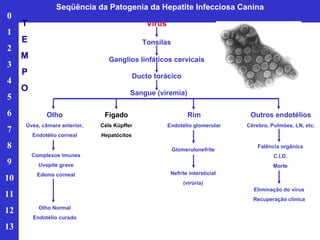 Vírus Tonsilas Ganglios linfáticos cervicais Ducto torácico Sangue (viremia) Olho Úvea, câmara anterior, Endotélio corneal Fígado Céls Küpffer Hepatócitos Rim Endotélio glomerular Outros endotélios Cérebro, Pulmões, LN, etc. Complexos Imunes Uvepite grave Edema corneal Olho Normal Endotélio curado Glomerulonefrite Nefrite intersticial (virúria) Falência orgânica C.I.D. Morte Eliminação do vírus Recuperação clínica Seqüência da Patogenia da Hepatite Infecciosa Canina 0 1 2 3 4 5 6 7 8 9 10 11 12 13 T E M P O 