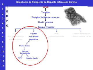 Vírus Tonsilas Ganglios linfáticos cervicais Ducto torácico Sangue (viremia) Olho Úvea, câmara anterior, Endotélio corneal Fígado Céls Küpffer Hepatócitos Rim Endotélio glomerular Outros endotélios Cérebro, Pulmões, LN, etc. Títulos Baixos Necrose Centrolobular Morte Hepatite Aguda Seqüência da Patogenia da Hepatite Infecciosa Canina 0 1 2 3 4 5 6 7 8 9 10 11 12 13 T E M P O 