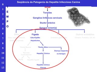 Vírus Tonsilas Ganglios linfáticos cervicais Ducto torácico Sangue (viremia) Olho Úvea, câmara anterior, Endotélio corneal Fígado Céls Küpffer Hepatócitos Rim Endotélio glomerular Outros endotélios Cérebro, Pulmões, LN, etc. Títulos Baixos Títulos Altos Necrose Centrolobular Morte Hepatite Aguda Hepatite Crônica Hepatite Crônica Fibrose Doença inaparnte ou benigna Seqüência da Patogenia da Hepatite Infecciosa Canina 0 1 2 3 4 5 6 7 8 9 10 11 12 13 T E M P O 