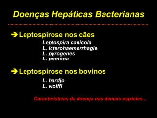 Doenças Hepáticas Bacterianas  Leptospirose nos cães Leptospira canicola L. icterohaemorrhagie L. pyrogenes L. pomona  Leptospirose nos bovinos L. hardjo L. wolffi Características da doença nas demais espécies... 