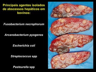 Principais agentes isolados de abscessos hepáticos em bovinos: Fusobacterium necrophorum Arcanobacterium pyogenes Escherichia coli Streptococcus  spp Pasteurella  spp 