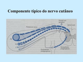 Componente típico do nervo cutâneo   