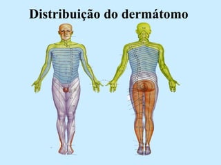 Distribuição do dermátomo 
