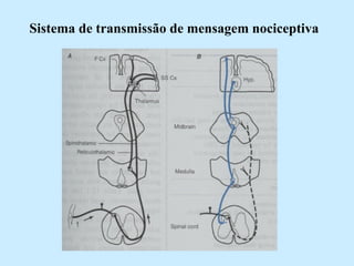 Sistema de transmissão de mensagem nociceptiva 