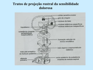 Tratos de projeção rostral da sensibilidade dolorosa 
