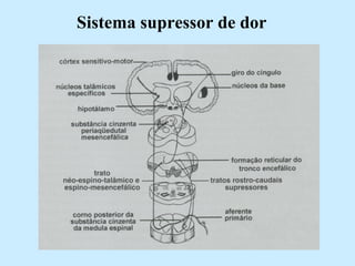 Sistema supressor de dor 