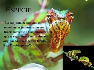 ESPÉCIE
    É o conjunto de indivíduos
     semelhantes (estruturalmente,
     funcionalmente e bioquimicamente)
     que se reproduzem naturalmente,
    originando descendentes férteis.
    Ex.: Furcifer pardalis
 