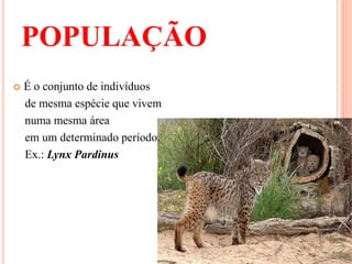 POPULAÇÃO
   É o conjunto de indivíduos
    de mesma espécie que vivem
    numa mesma área
    em um determinado período.
    Ex.: Lynx Pardinus
 
