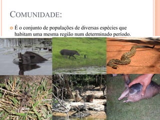 COMUNIDADE:
   É o conjunto de populações de diversas espécies que
    habitam uma mesma região num determinado período.
 