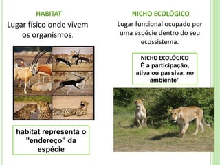 HABITAT
Lugar físico onde vivem
os organismos.
NICHO ECOLÓGICO
Lugar funcional ocupado por
uma espécie dentro do seu
ecossistema.
NICHO ECOLÓGICO
É a participação,
ativa ou passiva, no
ambiente”
habitat representa o
"endereço" da
espécie
 