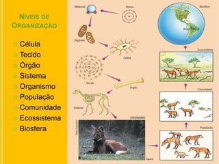 NÍVEIS DE
ORGANIZAÇÃO
 Célula
 Tecido
 Órgão
 Sistema
 Organismo
 População
 Comunidade
 Ecossistema
 Biosfera
 