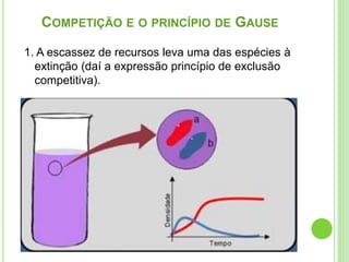 1. A escassez de recursos leva uma das espécies à
extinção (daí a expressão princípio de exclusão
competitiva).
COMPETIÇÃO E O PRINCÍPIO DE GAUSE
 