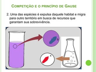 2. Uma das espécies é expulsa daquele habitat e migra
para outro território em busca de recursos que
garantam sua sobrevivência.
COMPETIÇÃO E O PRINCÍPIO DE GAUSE
 