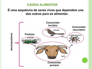 CADEIA ALIMENTAR
É uma sequência de seres vivos que dependem uns
dos outros para se alimentar.
Produtor
Consumidor
primário
Consumidor
secundário
Consumidor
terciário
decompositores
 