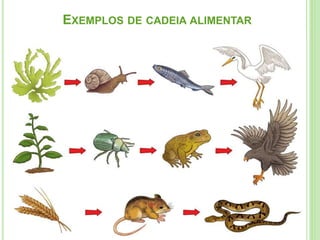 EXEMPLOS DE CADEIA ALIMENTAR
 