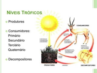  Produtores
 Consumidores:
Primário
Secundário
Terciário
Quaternário
 Decompositores
NÍVEIS TRÓFICOS
 