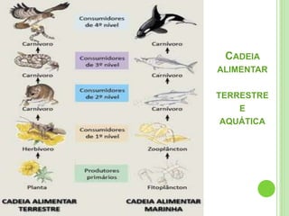 CADEIA
ALIMENTAR
TERRESTRE
E
AQUÁTICA
 