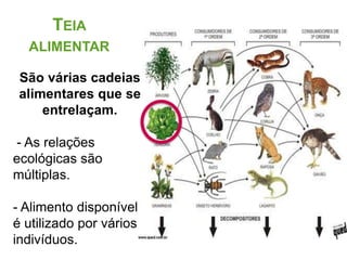 TEIA
ALIMENTAR
São várias cadeias
alimentares que se
entrelaçam.
- As relações
ecológicas são
múltiplas.
- Alimento disponível
é utilizado por vários
indivíduos.
 