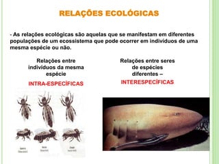 RELAÇÕES ECOLÓGICAS
- As relações ecológicas são aquelas que se manifestam em diferentes
populações de um ecossistema que pode ocorrer em indivíduos de uma
mesma espécie ou não.
Relações entre seres
de espécies
diferentes –
INTERESPECÍFICAS
Relações entre
indivíduos da mesma
espécie
INTRA-ESPECÍFICAS
 