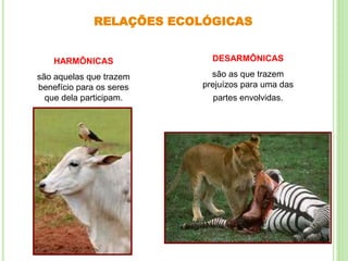 RELAÇÕES ECOLÓGICAS
DESARMÔNICAS
são as que trazem
prejuízos para uma das
partes envolvidas.
HARMÔNICAS
são aquelas que trazem
benefício para os seres
que dela participam.
 