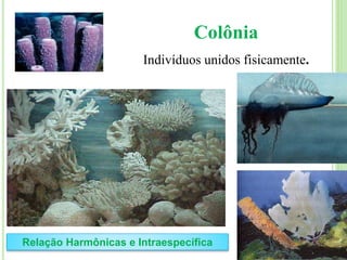 Colônia
Indivíduos unidos fisicamente.
Relação Harmônicas e Intraespecífica
 