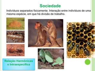 Sociedade
Indivíduos separados fisicamente. Interação entre indivíduos de uma
mesma espécie, em que há divisão de trabalho.
Relação Harmônicas
e Intraespecífica
 