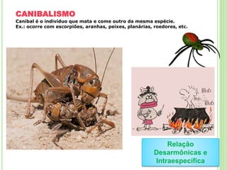 CANIBALISMO
Canibal é o indivíduo que mata e come outro da mesma espécie.
Ex.: ocorre com escorpiões, aranhas, peixes, planárias, roedores, etc.
Relação
Desarmônicas e
Intraespecífica
 