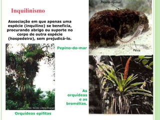 Inquilinismo
Associação em que apenas uma
espécie (inquilino) se beneficia,
procurando abrigo ou suporte no
corpo de outra espécie
(hospedeiro), sem prejudicá-lo.
Pepino-do-mar
Orquídeas epífitas
As
orquídeas
e as
bromélias.
 