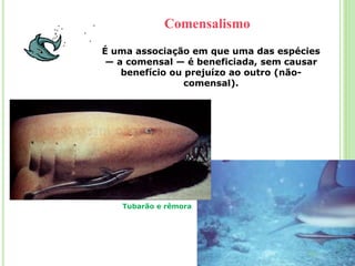 É uma associação em que uma das espécies
— a comensal — é beneficiada, sem causar
benefício ou prejuízo ao outro (não-
comensal).
Comensalismo
Tubarão e rêmora
 