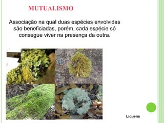 MUTUALISMO
Associação na qual duas espécies envolvidas
são beneficiadas, porém, cada espécie só
consegue viver na presença da outra.
Liquens
 