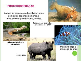 PROTOCOOPERAÇÃO
Ambas as espécies se beneficiam, mas
sem estar dependentemente, e
tampouco obrigatoriamente, unidas.
Caranguejo-eremita e
anêmona-do-mar
anu e gado
pássaro-palito e
crocodilo
Peixe palhaço e
anêmona-do-mar
 