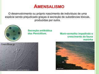 AMENSALISMO
O desenvolvimento ou próprio nascimento de indivíduos de uma
espécie sendo prejudicado graças à secreção de substâncias tóxicas,
produzidas por outra.
Secreção antibiótica
dos Penicillium. Maré-vermelha impedindo o
crescimento da fauna
marinha
 