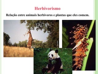 Herbivorismo
Relação entre animais herbívoros e plantas que eles comem.
 