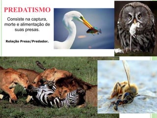 PREDATISMO
Consiste na captura,
morte e alimentação de
suas presas.
Relação Presa/Predador.
 