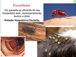 Parasitismo
Um parasita se alimenta de seu
hospedeiro sem, necessariamente,
levá-lo a óbito.
Relação Hospedeiro/Parasita.
 