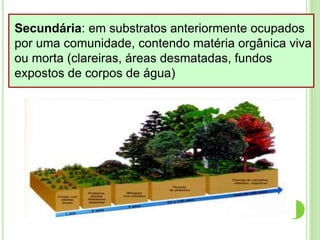 Secundária: em substratos anteriormente ocupados
por uma comunidade, contendo matéria orgânica viva
ou morta (clareiras, áreas desmatadas, fundos
expostos de corpos de água)
 