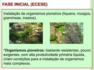 Instalação de organismos pioneiros (líquens, musgos,
gramíneas, insetos).
*Organismos pioneiros: bastante resistentes, pouco
exigentes, com alta produtividade primária líquida,
criam condições para a instalação de organismos
mais complexos.
 