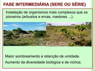 Instalação de organismos mais complexos que os
pioneiros (arbustos e ervas, roedores ...).
Maior sombreamento e retenção de umidade.
Aumento da diversidade biológica e de nichos.
 
