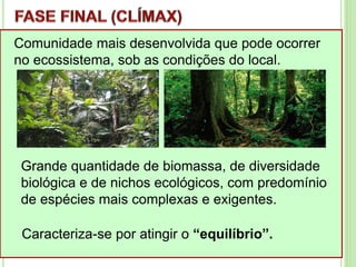 Comunidade mais desenvolvida que pode ocorrer
no ecossistema, sob as condições do local.
Grande quantidade de biomassa, de diversidade
biológica e de nichos ecológicos, com predomínio
de espécies mais complexas e exigentes.
Caracteriza-se por atingir o “equilíbrio”.
 