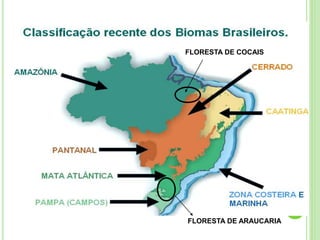 FLORESTA DE COCAIS
FLORESTA DE ARAUCARIA
 