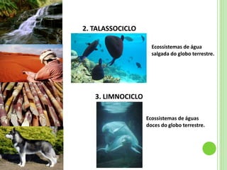 2. TALASSOCICLO
Ecossistemas de água
salgada do globo terrestre.
3. LIMNOCICLO
Ecossistemas de águas
doces do globo terrestre.
CIÊNCIAS, 7º Ano do Ensino Fundamental
Nível de organização ecológico: População, Comunidade,
Ecossistema e Biosfera
 