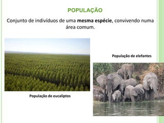 POPULAÇÃO
Conjunto de indivíduos de uma mesma espécie, convivendo numa
área comum.
População de elefantes
População de eucaliptos
 