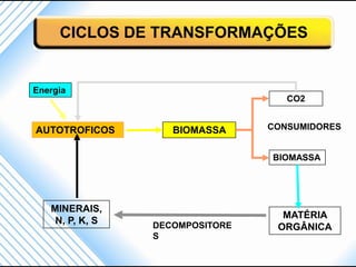CICLOS DE TRANSFORMAÇÕES


Energia
                                    CO2


AUTOTROFICOS        BIOMASSA     CONSUMIDORES


                                 BIOMASSA




   MINERAIS,
                                   MATÉRIA
    N, P, K, S   DECOMPOSITORE    ORGÂNICA
                 S
 